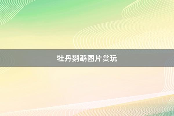 牡丹鹦鹉图片赏玩
